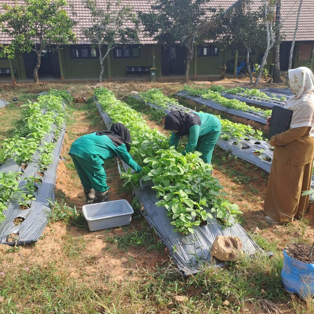 Panen Raya Sayur di SMKN 2 Berau: Wujudkan Ketahanan Pangan dan Cetak Petani Milenial